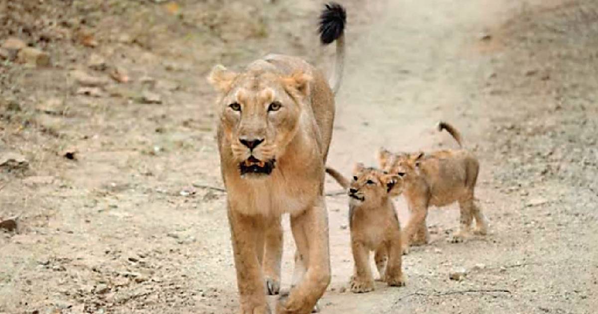 Clinical trial of CDV vaccine for lions underway